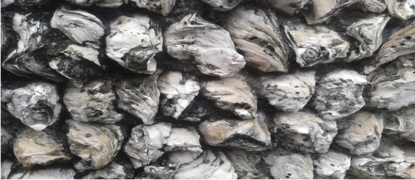 【原創】《沙井蠔屋》