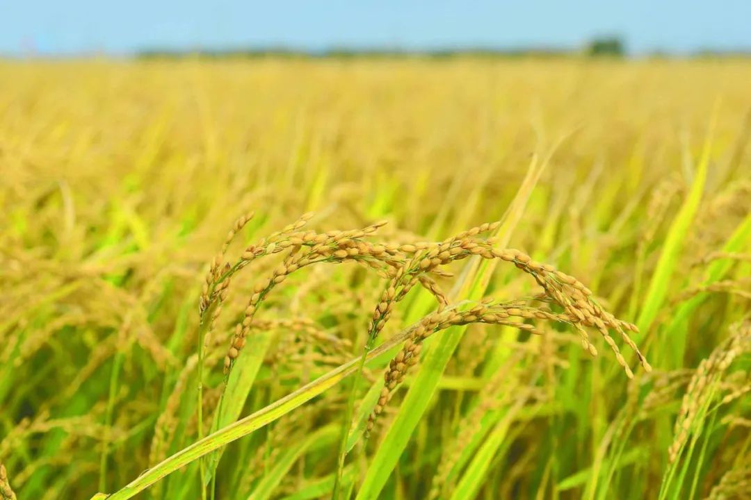 LEED、WELL創新分|零添加劑晚餐