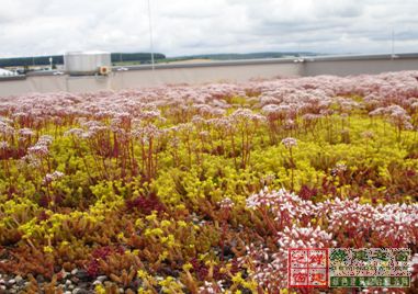 【綠建講堂】借鑒國內外先進經驗向霧霾宣戰——城市立體綠化治理PM2.5（12月25日綠建之窗微信群第十八期講座）