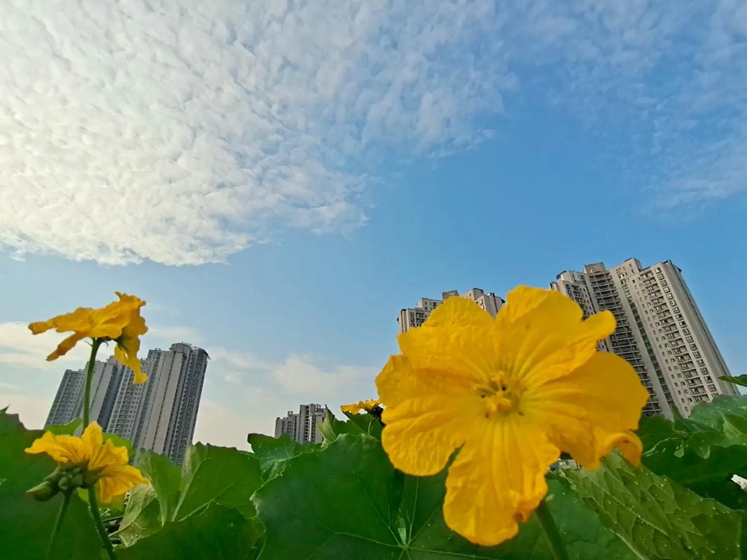 貨拉拉秒搶訂單軟件是真的嗎貨拉拉跑腿自動定位一米中單輔助神器靠譜嗎